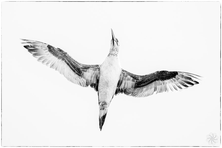 Jan van Gent, Morus bassanus, vogels spotten, vogel, bird, Portugal, fotobewerking, intersensa