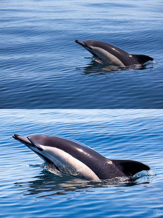 intersensa fotobewerking, dolfijn, common dolphin, photoshoppen, photoedit, foto bewerken, lichte bewerking