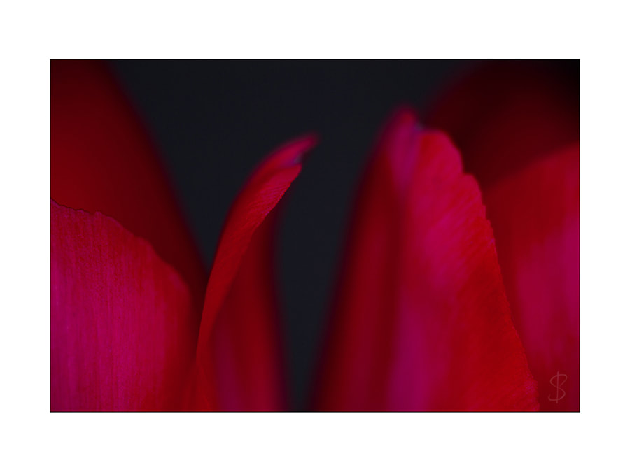 photo editing, drowning in red, flowers, tulpen, intersensa
