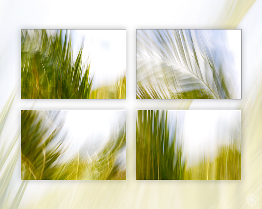 palm, wind, intersensa, 4-luik, natuur, palmboom, abstract, groen, galerij, fotoverkoop, fotogalerij