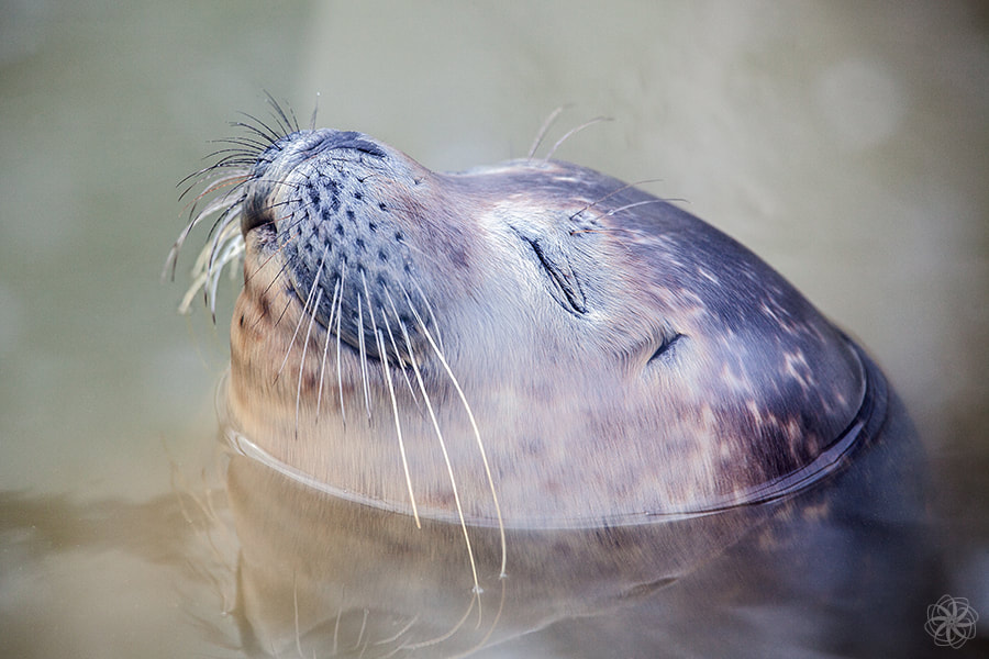 genieten, zeehond, seabert, Zeeland, a seal, National Geographic, intersensa 